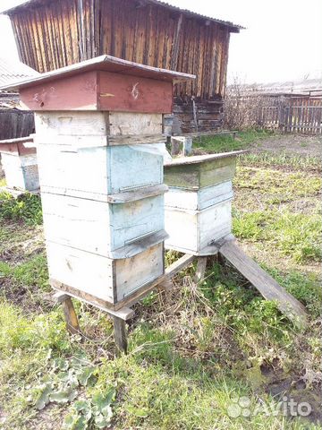 Пчелосемьи, ульи, рамки купить на Зозу.ру - фотография № 2