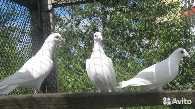 Выпуск белых голубей на свадьбе и празднике купить на Зозу.ру - фотография № 2