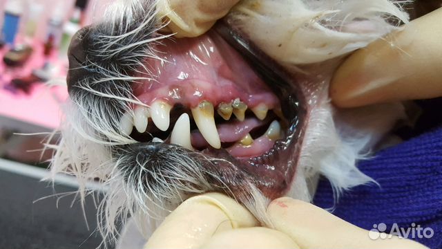 Ультразвуковая чистка зубов у собак декоративных п