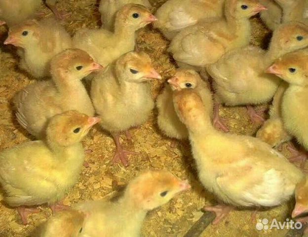 Индюшата гусята цыплята купить на Зозу.ру - фотография № 1