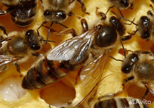 Пчелосемьи/пчелы купить на Зозу.ру - фотография № 2