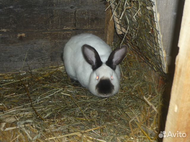 Калифорнийские Кролики Купить В Нижегородской Области Починки