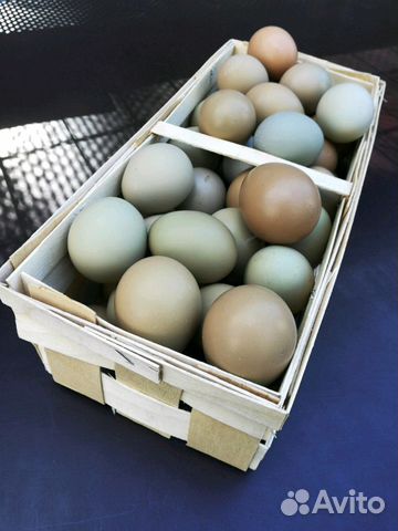 Инкубационные яйца фазана