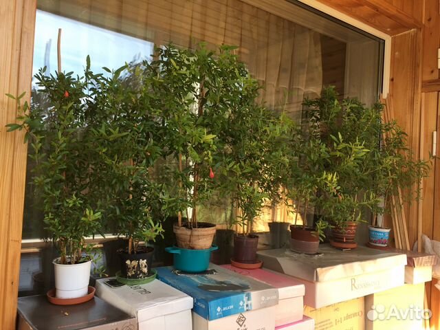 Гранат комнатный Гранат комнатный