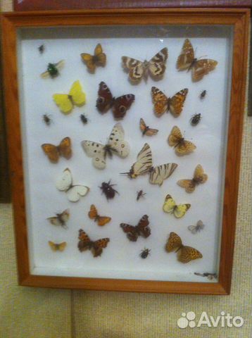 Настоящие бабочки под стеклом