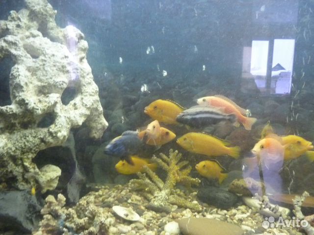 Продаю аквариум с рыбками купить на Зозу.ру - фотография № 5