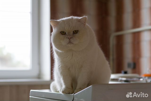 Белый кот ждет кошечку на вязку
