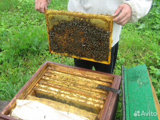Пчелопакеты среднерусской пчелы купить на Зозу.ру - фотография № 3