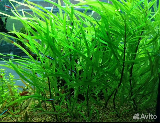 Аквариумное растение, рыбки купить на Зозу.ру - фотография № 6
