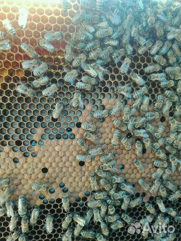 Пчелосемьи, пчёлы купить на Зозу.ру - фотография № 4