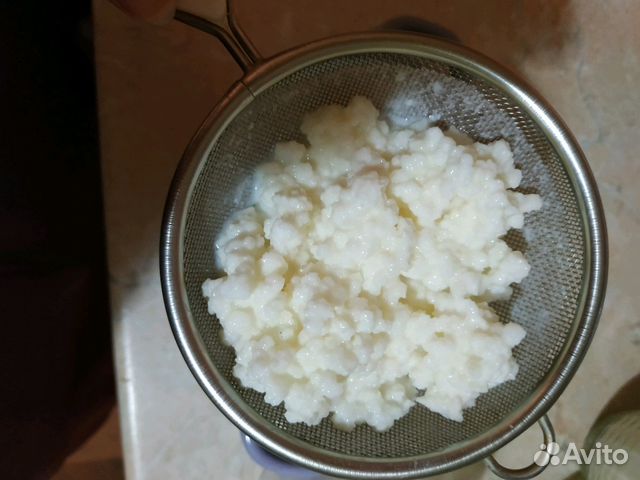 Кефирный гриб Кефирный гриб