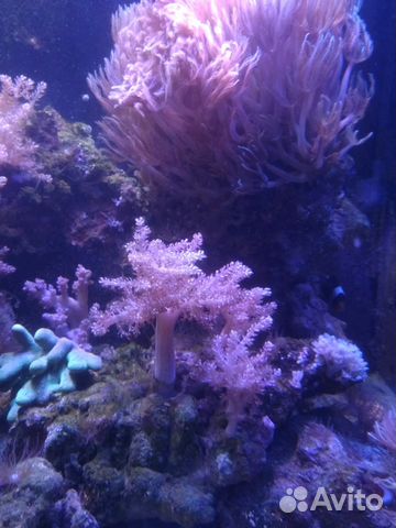 Мягкие кораллы, Кенийские деревца, клавулярии купить на Зозу.ру - фотография № 10