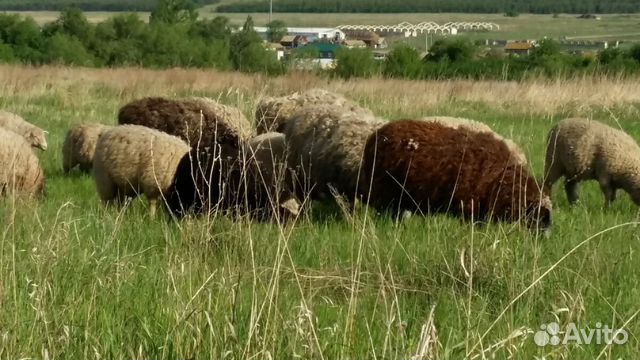 Шерсть овечья (белая и черная) купить на Зозу.ру - фотография № 1
