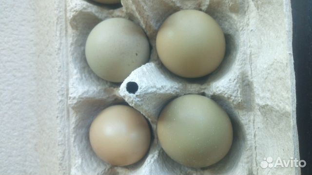 Яйцо Румынского фазана купить на Зозу.ру - фотография № 1