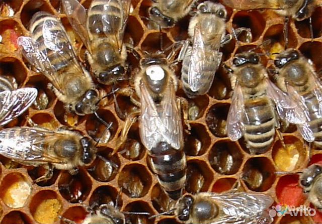 Пчелопакеты, среднерусские пчелы купить на Зозу.ру - фотография № 1