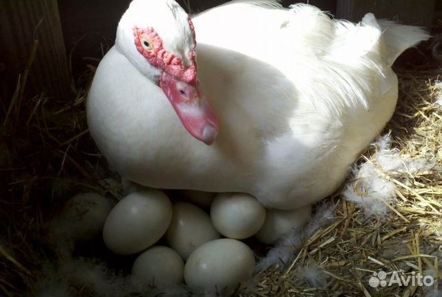 Инкубационное яйцо индоутки белой(франц.линия)