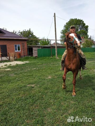 Продается конь купить на Зозу.ру - фотография № 7