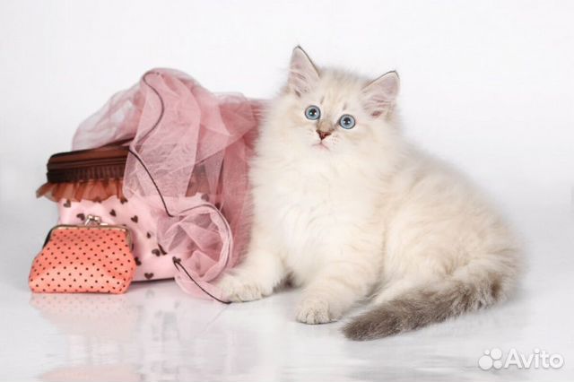 Элитные котята Элитные котята