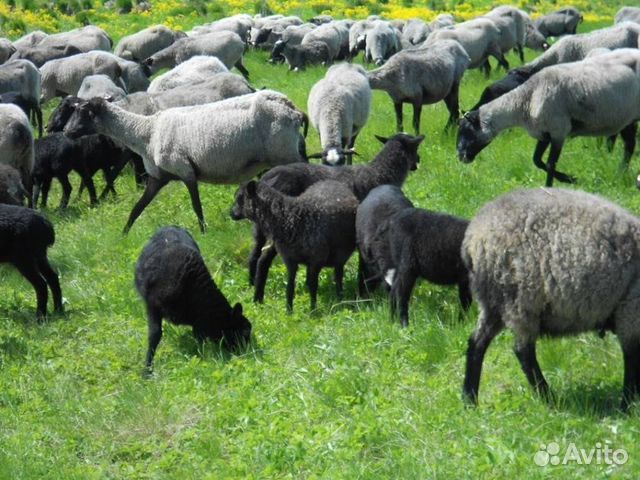 Овцы,ярки,бараны романовской породы