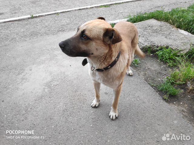 Собака охранник купить на Зозу.ру - фотография № 3