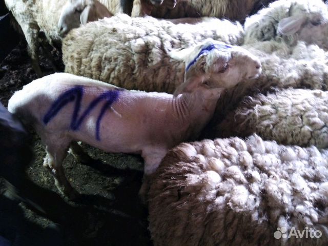 Овцы на мясо