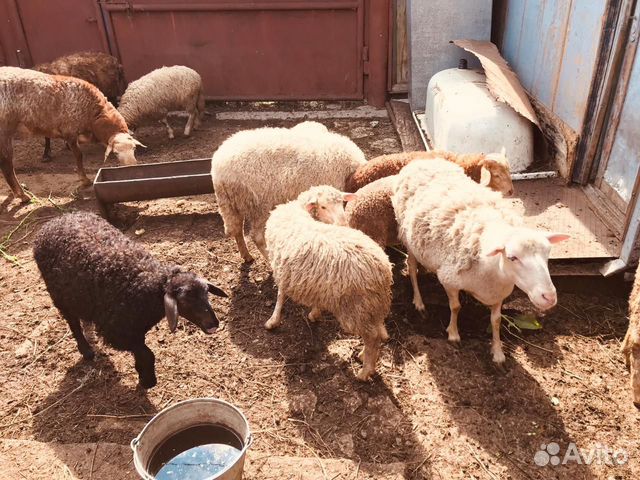 Продажа овец купить на Зозу.ру - фотография № 4
