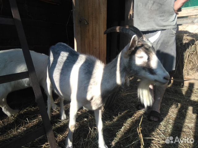 Продам семью коз купить на Зозу.ру - фотография № 4