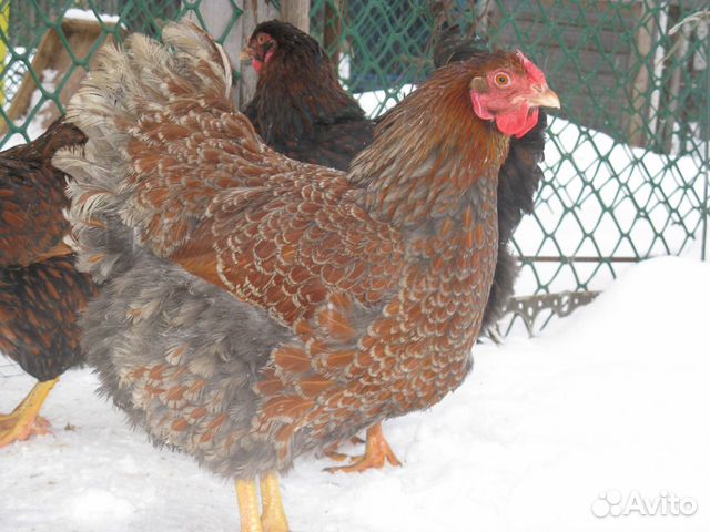 Инкубационное яйцо куриное, уток, гусей, перепелок купить на Зозу.ру - фотография № 7