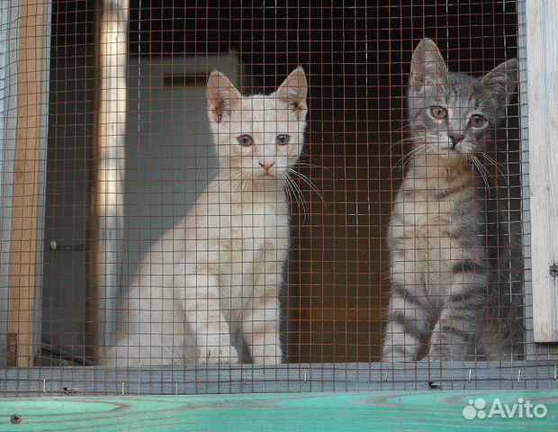 Котята и кошки из приюта купить на Зозу.ру - фотография № 3