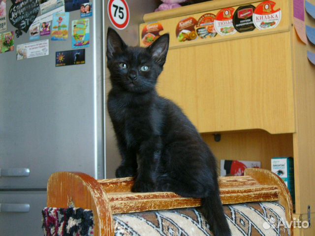 Котёнок-девочка купить на Зозу.ру - фотография № 1