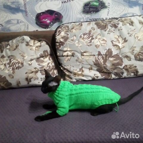 Одежда для домашних питомцев