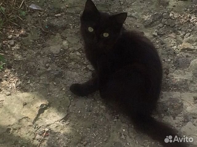 Кошечки Кошечки