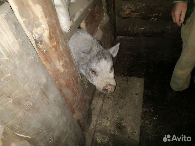 Продам свиньи вьетнамские вислобрюхие мраморные купить на Зозу.ру - фотография № 3