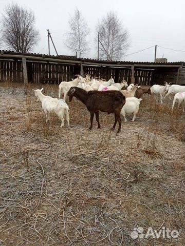 Зааненский,альпо-нубийский,чешско-нубийский козлы купить на Зозу.ру - фотография № 8