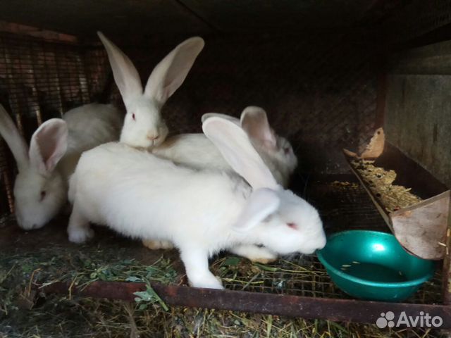Кролики фландр,белый,серый великан купить на Зозу.ру - фотография № 7