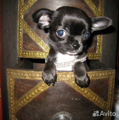 Шикарная мини