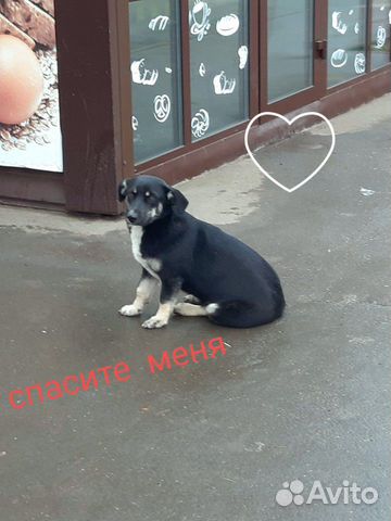 Небольшая собачка в добрые руки купить на Зозу.ру - фотография № 1