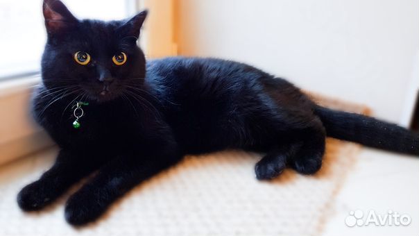 Кот Черчилль