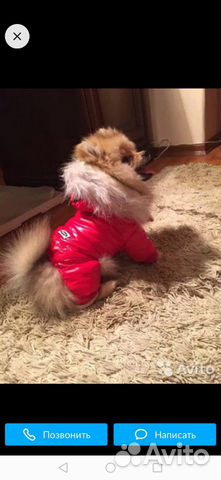 Комбенизон для собак мелких пород
