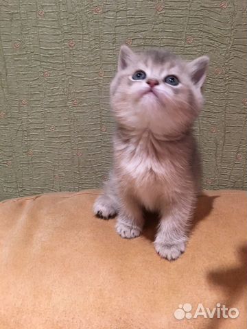 Британские котята Шиншиллы купить на Зозу.ру - фотография № 5