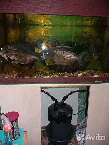 Продам аквариум с рыбами купить на Зозу.ру - фотография № 1
