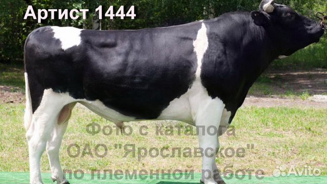 Телочка на корову купить на Зозу.ру - фотография № 2