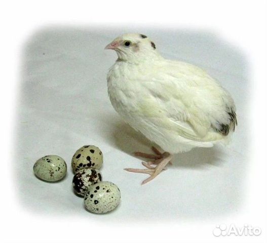 Инкубационное яйцо техаского перепела купить на Зозу.ру - фотография № 2