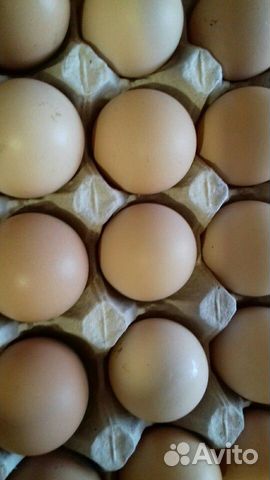Яйца инкубационные яичных пород купить на Зозу.ру - фотография № 1