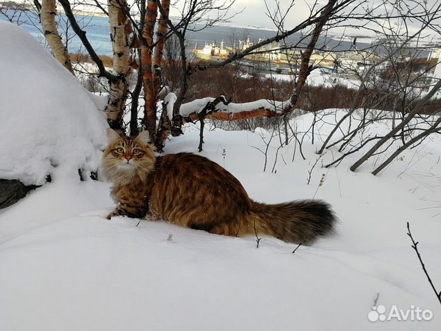 Вязка. Сибирский кот ищет невесту купить на Зозу.ру - фотография № 4
