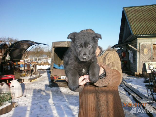 Щенок немецкой овчарки купить на Зозу.ру - фотография № 1