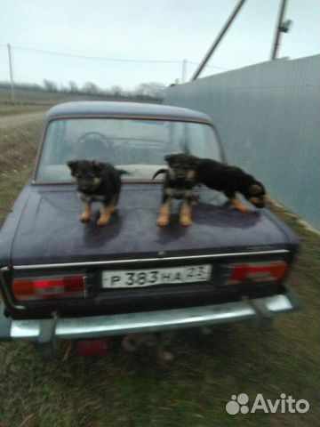 Продаются щенки немецкой овчарки купить на Зозу.ру - фотография № 1