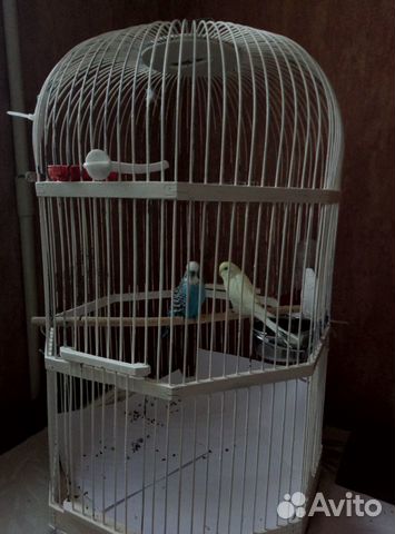 Продаются волнистые попугаи, с клеткой купить на Зозу.ру - фотография № 1