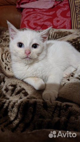 Котенок 1.5 месяцев мальчик. остался один. красивы купить на Зозу.ру - фотография № 1
