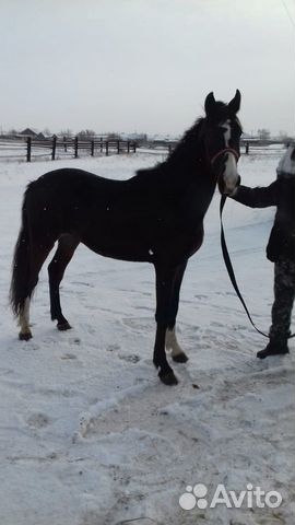 Продаются лошади орловской рысистой породы кобылки купить на Зозу.ру - фотография № 2